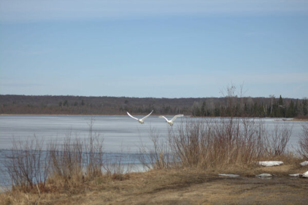 swans over frozen mill pond